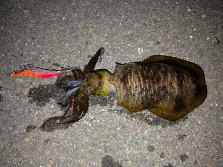 久しぶりの舞鶴釣行